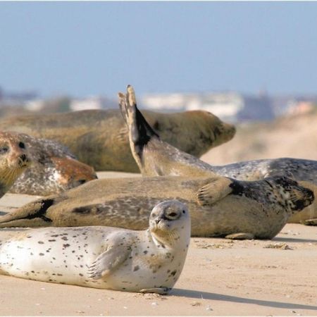 Surf Vue Mer 100M Plage Berck Dış mekan fotoğraf